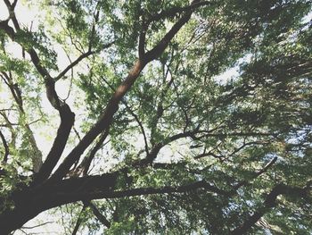 Low angle view of trees