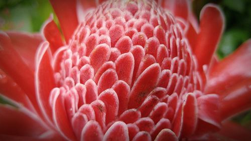Close-up of pink flower