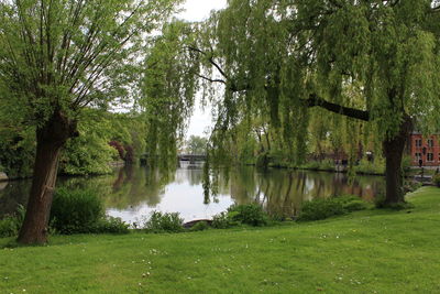 Scenic view of lake by trees