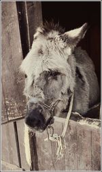 Close-up of horse