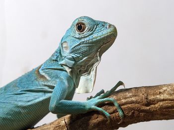 Blue Lizard