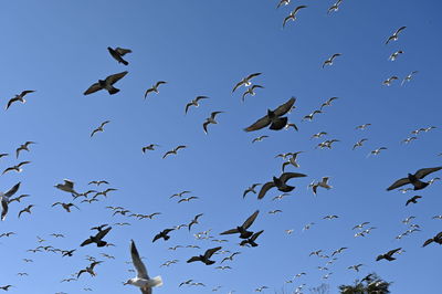 Low angle view of birds flying in the sky