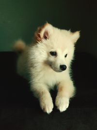 Close-up portrait of puppy
