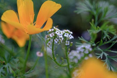 Close-up of yellow flowering plant in park