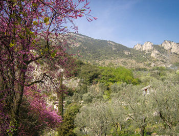 Low angle view of tree against mountain