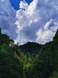 Scenic view of forest against sky