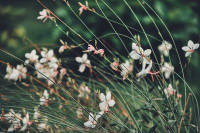 Close-up of white flowering plants