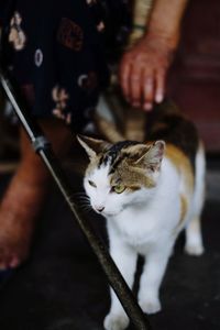 Low section of woman by cat on floor at home