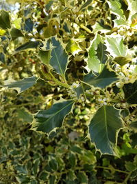 Leaves on plant