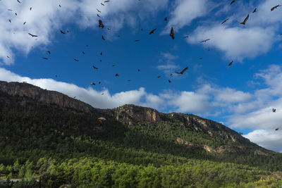 Flock of birds flying over mountains against sky