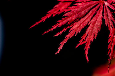 Close-up of red leaf against black background