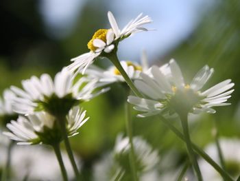 Close-up of white flowers blooming outdoors