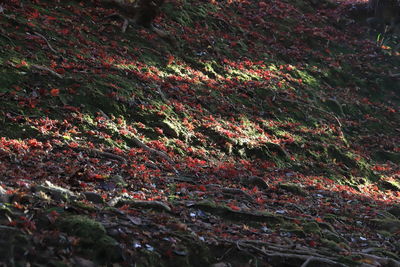 Full frame shot of autumn leaves on field