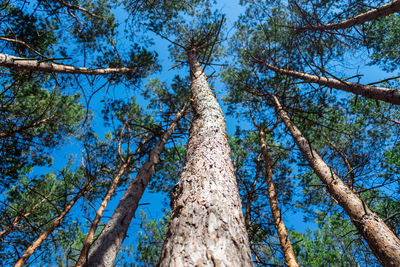 Bottom view of tall old pine trees in evergreen primeval forest with blue sky in background.