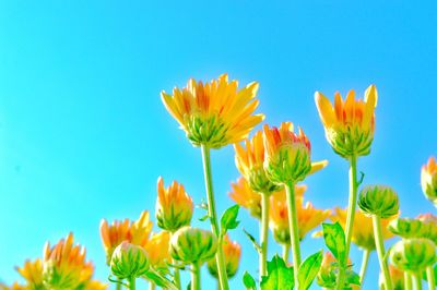 Close-up of fresh yellow flowers against blue sky