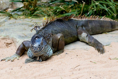 Close-up of a turtle on sand