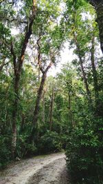 Trees in forest