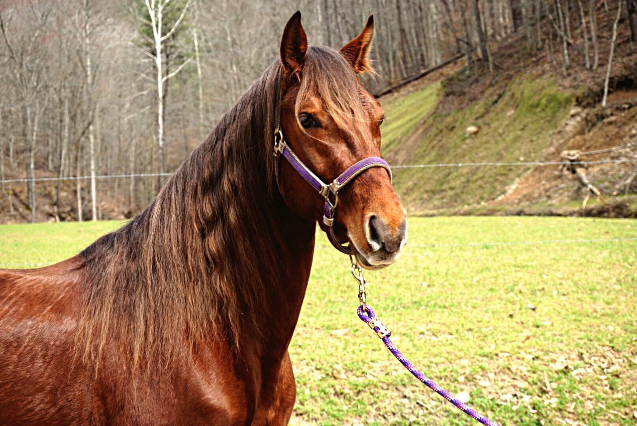 Close-up of brown horse on field