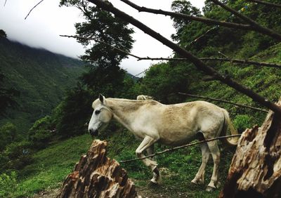White horse standing on grassy field by mountain