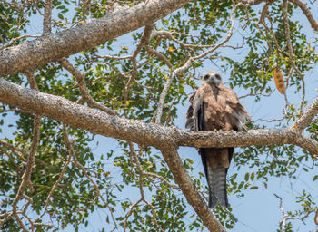 Low angle view of eagle perching on tree