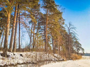 Trees on snow covered landscape