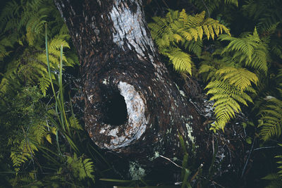 Close-up of tree trunk in forest