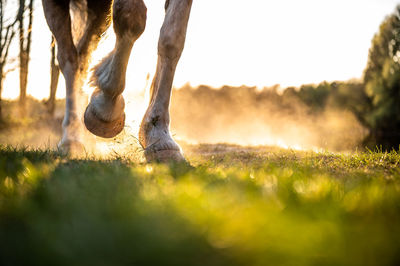 Low section of horse on field