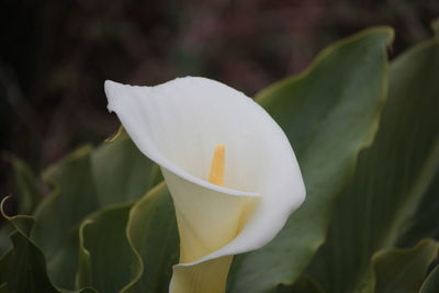 Close-up of flower blooming outdoors