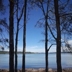 Bare trees by lake against sky