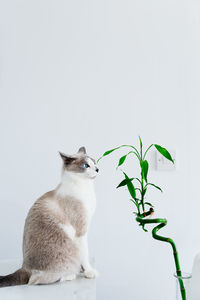 Light gray cat eating houseplant. minimalist photo of domestic cat chewing bamboo. 