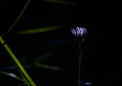 Close-up of flower plant