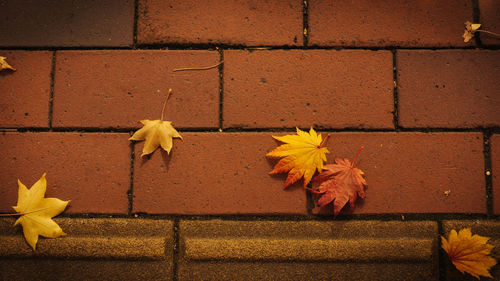 Close-up of yellow maple leaves on footpath