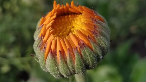 Close-up of orange flower