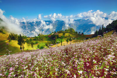 Panoramic view of flowering plants on field against sky