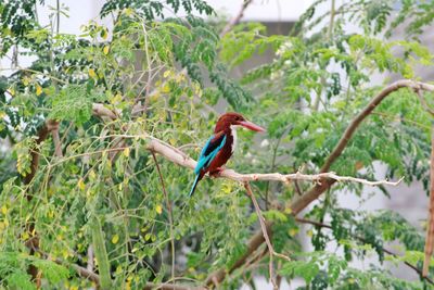 Bird perching on a tree