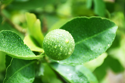 Green lemon and drops of water after the rain has a blurred background, lemon background