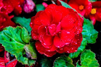 Close-up of wet red flowers blooming outdoors