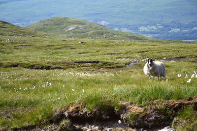 Sheep in a field