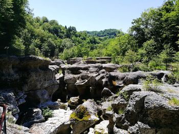 Scenic view of forest against sky