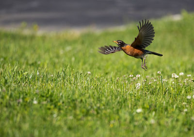 Bird flying over a field