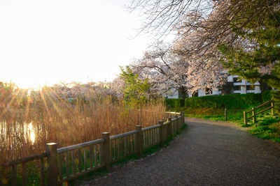 View of cherry trees on field against clear sky