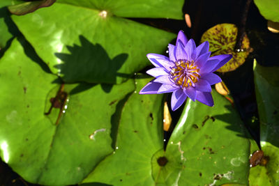 Close-up of purple lotus water lily in pond