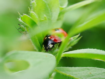 Close-up of ladybug on leaf