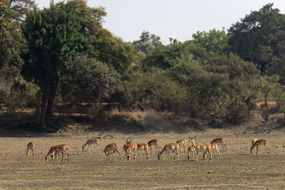Flock of impalas grazing in a field