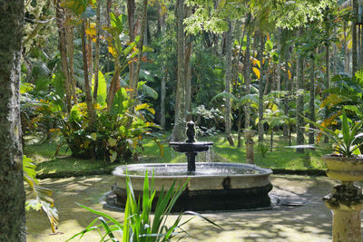 View of plants in pond