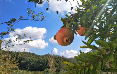 Low angle view of fruits growing on tree against sky