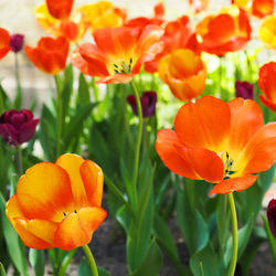 Close-up of orange tulips