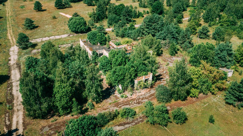 High angle view of trees in forest