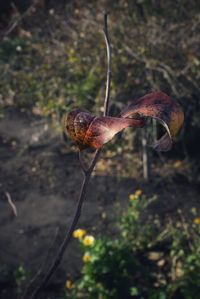 Close-up of mushroom growing on field