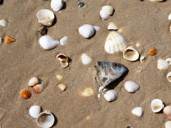 High angle view of shells on beach